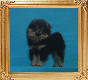 Canton_Treasure_of_MT_Crest_2.2lbs_3mo_49171.jpg