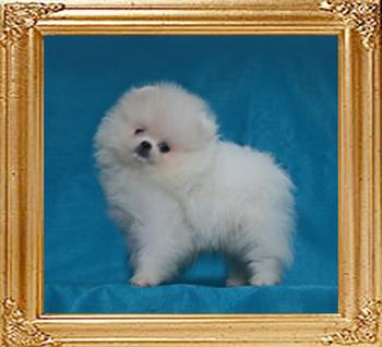 Canton_Ultimate_Quest_1.3lbs_2mo_49621.jpg
