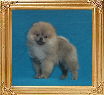 2.4lbs at 2months Canton_Uncommon_Duke_2.4lbs_2mo_49615.jpg