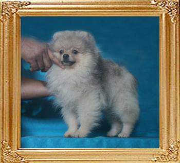 Canton_Uncommon_Rhapsody_3mo_1wk_4lbs_P6-6_9043_.jpg