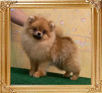 Canton_Under_The_Galaxy_6mos_4.2lbs_9250.jpg