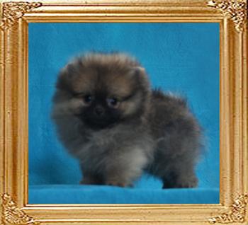 Canton_Unstoppable_Fire_1.1lbs_2mo_2wk_47078.jpg