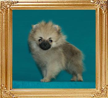 1.8lbs at 3months 3weeks Canton_Wairere_Chief_7134_3mo_3wk_1.8lbs.jpg