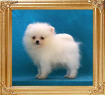 Canton_White_Ball_2mos_1_wk_1.6lbs_framed.jpg