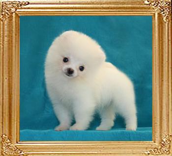 Canton_White_Bambina_1.1lbs_2mo_2wk.jpg