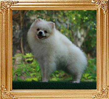 5.5lbs 22cm at 9.5months Canton_White_China_5559__9.5mon_5.5lbs_22cm_6-6_47406.jpg