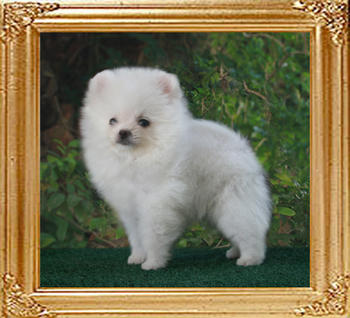 Canton_White_Cloud_Hunter_M_2mo.jpg