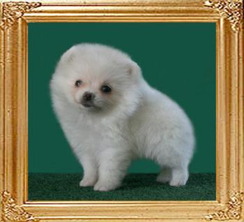 Canton_White_Cloud_Jazz_1_n_half_mo.jpg