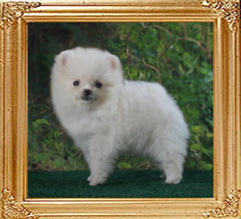 Canton_White_Cloudburst_F_2mo.jpg