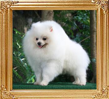 Canton_White_Genes_1yr_5mos_5.5lbs_framed.jpg
