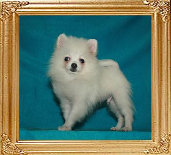 Canton_White_Pursuit_3mo_2wk_2.2lbs_47641.jpg