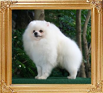 Canton_White_Salamander_1_yr_4_mos_5.5lbs_framed.jpg
