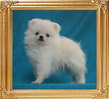 Canton_White_Whisper_2mo_1wk_1.6lbs_49593.jpg
