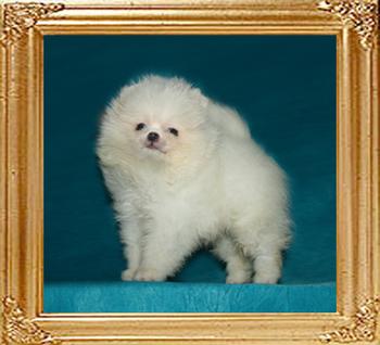 1.4lbs at 1month 3weeks Canton_Winter_Wonderland_1.4lbs_1mo_3wk_49629.jpg