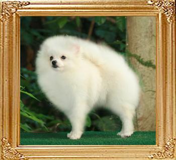 Canton_Xtra_Nova_3.3lbs_6._1and_a_half_47410.jpg