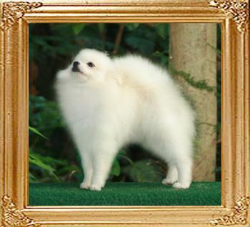 Canton_Xtra_Special_3.3lbs_6._1and_a_half_47411.jpg