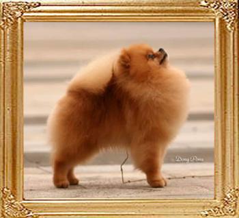 Chbomei_Golden_Boy_of_Michale_Dong_Poms_7967.jpg