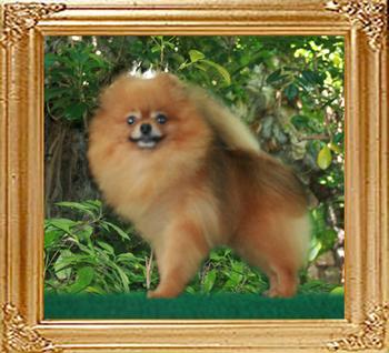 Chero_of_Hsi_Duo_Li_Ai_Dog_Wu_42119.jpg