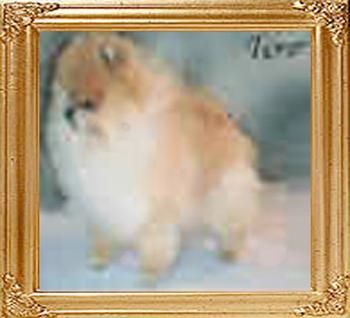 Cheyennes_Dapperdan_O_Dannylad_16161.jpg