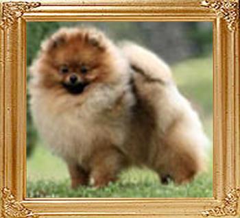 Chriscendo_Chasing_Dreams_Can_Ch_18708.jpg