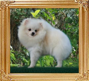 Cnaton_Xtra_Special__22cm_5lbs_101.5mon_A_47410.jpg