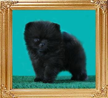 Coral_Baby_Boom_7weeks.jpg