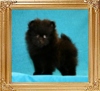 Coral_Black_Baden_1.1lbs_2mo_1wk.jpg
