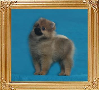 Coral_Franstar_of_Canton_3.3lbs_3mo_1wk_49521.jpg