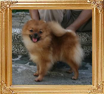 Coral_Holly_of_Canton_2nd__4337.jpg
