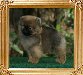 Coral_Sharice_of_Canton_2mo_1_wk.jpg