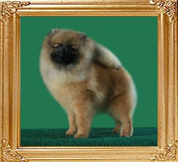 Coral_Sharice_of_Canton_7mo_4_lbs.jpg