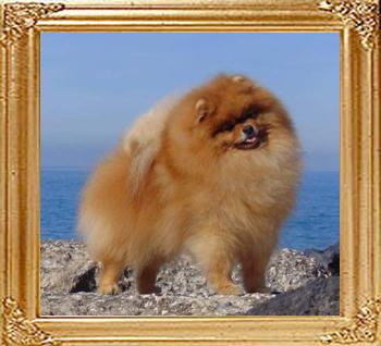 Crazy_Diamond_of_Marinshar_7077.jpg