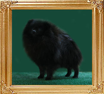 Daphne_1yr_5lbs.jpg