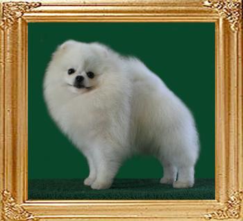 Dietz_of_Hsi_Duo_Li_Ai_Dog_Wu_900128000475313.jpg