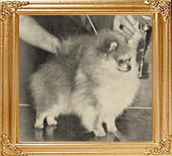 Edwards_Reddy_Teddy_Am_Ch_10833.jpg