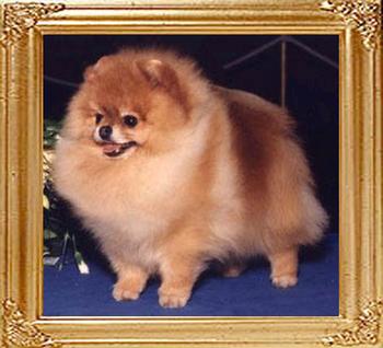 Emcees_Solid_Gold_Amigo_Ch_34392.jpg