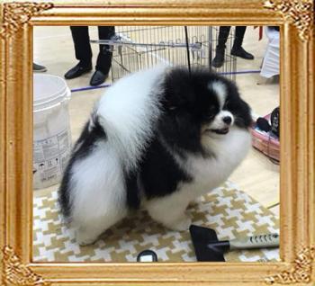 Fluke_Poms_Mobin_1.jpg