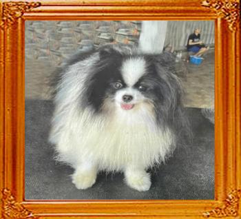 Fluke_Poms_Mobin_1_6986.jpg