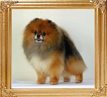 Fluke_Poms_XO.jpg