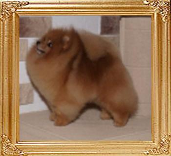 Fons_Happy_All_Around_Rus_Ch_47760.jpg