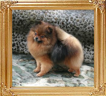 Frond_of_Mei_Tse_Ai_Chuan_Cheng_Jung_Wu_1yr_8mo_4_n_half_lbs_45069.jpg