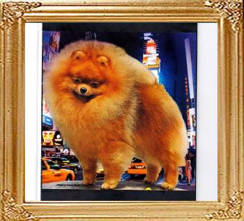 GCHG_CH_BAR-_NET_-_NET_ROCKYS_LITTLE_DILLIO.jpg