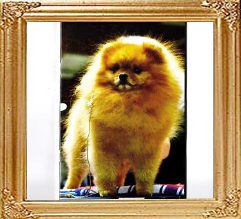 GCHS_CH_ANSAROS_THEODORE_ROOSEVELT_OF_LUVINPOMS.jpg