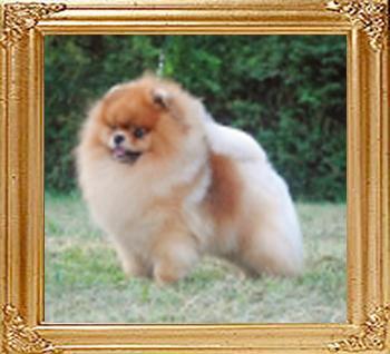 GCH_Dee_little_Bruce_Almighty.jpg