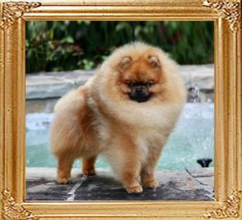 Gch._Starfires_Don_Vito_Corleone.jpg