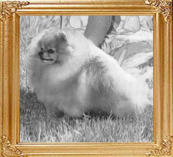 Great_Elms_Little_Buddy_Ch_10233.jpg