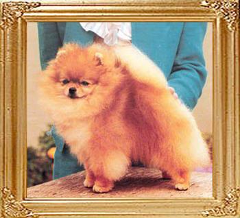 Great_Elms_Pride_and_Joy_Am_Ch_10887.jpg