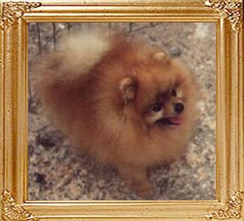 Great_Elms_Tiny_Tim_Can_Ch_35159.jpg
