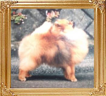 Hadleigh_Crown_Prince4.jpg