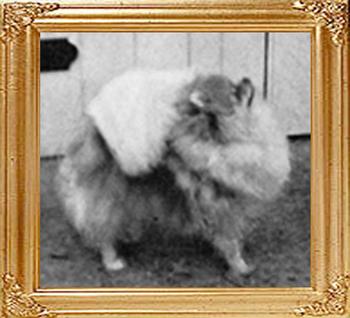 Hadleigh_Dolly_Dimple_Eng_Ch_2036.jpg
